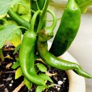 Bogo 1 2 Off Guajillo Chili Pepper Seeds NonGMO Fresh Harvest USA Seller