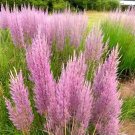 500 Purple Love Grass Seeds E Spectablis Ornamental Flowering Lovegrass USA Seller