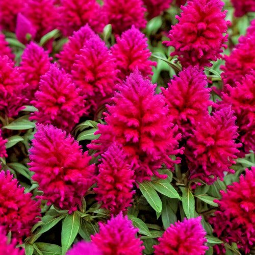 150 Celosia Seeds Magenta Fire Cockscomb USA Seller