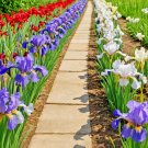 30 Iris Flower Seeds Iris Siberica Colorful Mix Purple White Red And Blue USA Seller