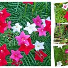 20 Hummingbird Vine Flower Seeds Mixed Colors Ipo Quamoclit Cardinal Climber USA Seller 20 Hummingbird Vine Flower Seeds Mixed Colors Ipo Quamoclit Cardinal Climber USA Seller