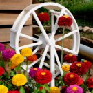 200 Zinnia Pom Pom Flower Seeds Pumila Pompon Mix Cut And Come Again USA Seller 200 Zinnia Pom Pom Flower Seeds Pumila Pompon Mix Cut And Come Again USA Seller