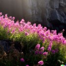 500 Fireweed Seeds Rosebay Perennial Medicinal Herb Flower Bulkpi USA Seller