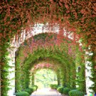 5 Pink Coral Vine Flower Seeds Mexican Creeper Vining Creeping 40 Ft USA Seller 5 Pink Coral Vine Flower Seeds Mexican Creeper Vining Creeping 40 Ft USA Seller