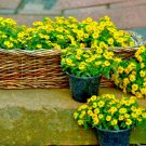 500 Creeping Zinnia Ground Cover Rock Garden Flower Seeds Bulk USA Seller