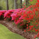 50 Red Azalea Seeds Rhododendron Bakeri Cumerland Azalea Flowering Bush USA Seller