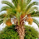 10 Jelly Palm Seeds Butia Capitata Pindo Palm Edible Fruit Treep USA Seller