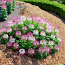 300 Cleome Spider Flower Seeds White Pink Purple Wildflower Bee Plant Bush USA Seller 300 Cleome Spider Flower Seeds White Pink Purple Wildflower Bee Plant Bush USA Seller