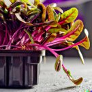 400 Bulk Swiss Chard Magenta Sunset Seeds For Microgreen Sprouts Or Planting USA Seller