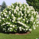 50 Hydrangea Seeds White Flower Bush Hedge Shrub Hydrangea Quercifolia USA Seller