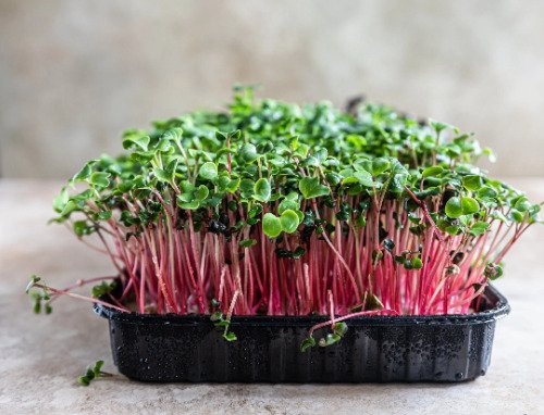 2500 Red Arrow Radish Seeds Bulk Sprout Micro Greens Garden USA Seller