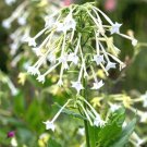 1500 White Jasmine Flowering Tobacco Seeds Nicotiana Sylvestris Tropical Herb USA Seller