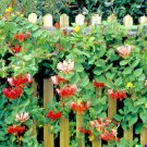 50 Twin Berry Honeysuckle Seeds L Involucrata Medicinal Red Flower Vine Shrub USA Seller