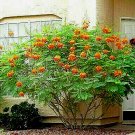 10 Dwarf Poinciana Seeds Red Bird Of Paradise Mexican C Pulcherrima USA Seller