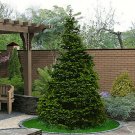 50 Norway Green Spruce Seeds Christmas Trees Picea Abies USA Seller