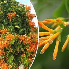 20 Honeysuckle Vine Seeds L Ciliosa Orange USA Seller 20 Honeysuckle Vine Seeds L Ciliosa Orange USA Seller