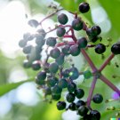 80 Black Elderberry Seeds Sambucus Canadensis Tree Shrub Fruit Berry USA Seller 80 Black Elderberry Seeds Sambucus Canadensis Tree Shrub Fruit Berry USA Seller
