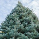 30 California White Fir Abies Concolor Pine Christmas Tree Seeds USA Seller 30 California White Fir Abies Concolor Pine Christmas Tree Seeds USA Seller