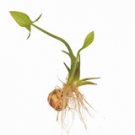 1000 Broadleaf Arrowhead Flower Seeds Sagittaria Latifolia Edible Water Tuber USA Seller 1000 Broadleaf Arrowhead Flower Seeds Sagittaria Latifolia Edible Water Tuber USA Seller