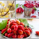 20 Cornelian Cherry Fruit Tree Seeds Edible Dogwood Berry Shrub USA Seller 20 Cornelian Cherry Fruit Tree Seeds Edible Dogwood Berry Shrub USA Seller