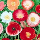 Double Shirley Poppy Flower Seeds 1000 Annual Mixed Colors Garden USA Seller