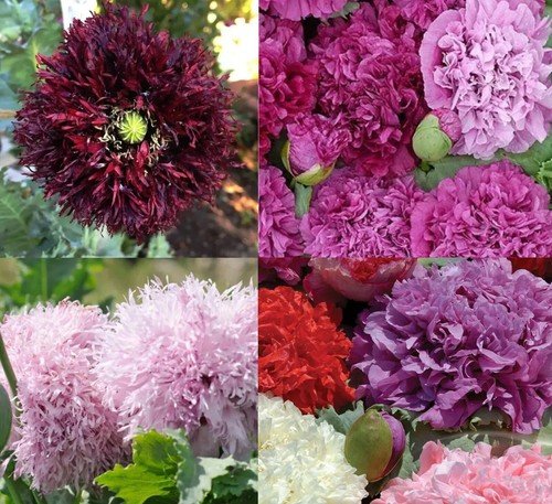 Poppy Purple Passion Mix Double Bloom Poppies Tall Huge Pods Non GMO 500 Seeds USA Seller