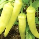 Sweet Banana Pepper Seeds Non GMO Pepper Seeds Fresh Heirloom Garden 30 Seeds USA Seller