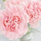 La France Carnation Seeds Non GMO Seeds Store 30 Seeds USA Seller