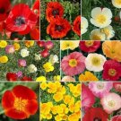 Poppy Power Mix W Perennial Oriental Poppies Papaver Non GMO 2000 Seeds USA Seller
