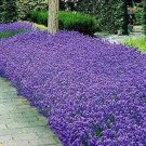 150 Italian Lavender Seeds Heirloom Non GMO Herb Seeds USA Seller
