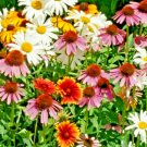 All Perennial Flower Seeds Mix 200 Coneflower Daisy Wildflower USA Seller