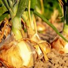 Onion Seeds 200 Texas Early Grano Allium Short Day Vegetable USA Seller