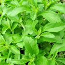 250 Stevia Sweetleaf Herb Plant Seeds For Planting Natural Stevia Sugar Plant USA Seller 250 Stevia Sweetleaf Herb Plant Seeds For Planting Natural Stevia Sugar Plant USA Seller