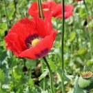 500 Beautiful Poppy Flower Seeds Papever Somniferum Poppy Seeds 1 USA Seller