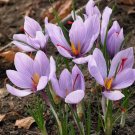 Saffron Autumn Crocus Crocus Sativus 50 Seeds Fall Blooming Purple Beauty USA Seller Saffron Autumn Crocus Crocus Sativus 50 Seeds Fall Blooming Purple Beauty USA Seller