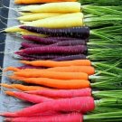25 35 Rainbow Carrot Seeds Heirloomseedguy Non GMO USA Seller