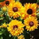Black Eyed Susan 'Goldilocks' 100 Seeds Rudbeckia Double Blooms USA Seller