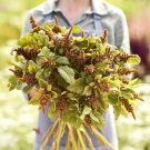 Amaranthus Seeds Hot Biscuits Amaranthus Cruentus 500 Seeds USA Seller