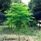 50 Moringa Seeds For Planting Non GMO Fast Growing Tree Seeds USA Seller