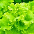 Lettuce Seeds High Yield Heirloom Non GMO Black Seedsed Simpson USA Seller