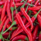 Hot Cayenne Pepper Seeds Heirloom & Non GMO Fresh Vegetable Seeds USA Seller Hot Cayenne Pepper Seeds Heirloom & Non GMO Fresh Vegetable Seeds USA Seller