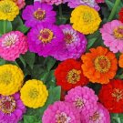 Zinnia Lilliput Flower Bulk Seeds Mix Non GMO Heirloom Fresh Garden Seeds USA Seller Zinnia Lilliput Flower Bulk Seeds Mix Non GMO Heirloom Fresh Garden Seeds USA Seller