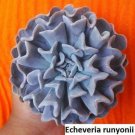 Echeveria Runyonii Seeds 20 Seeds: Cultivate Timeless Beauty USA Seller