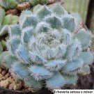 Echeveria Setosa V Deminuta Seeds 20 Seeds: Unveil Exotic Beauty Garden USA Seller