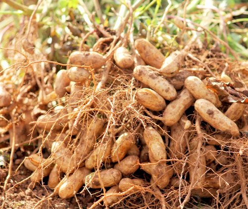 113G Jumbo Bailey Virginia Peanut Seeds For Planting Top 113G Pea Nut Seeds USA Seller