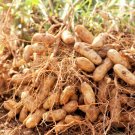 113G Jumbo Bailey Virginia Peanut Seeds For Planting Top 113G Pea Nut Seeds USA Seller