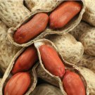 85G Jumbo Bailey Virginia Peanut Seeds For Planting Organic Non GMO For USA Seller