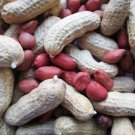 Pre 1930S Heirloom Tennessee Red Valencia Peanut Seeds 35G Peanuts Goober Peas USA Seller