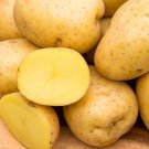 1000G Yukon Gold Seeds Potatoesda Certified Planting 1000Gram Potato Seeds USA Seller