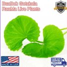 Gotu Kola Bua Bok Rau Ma Pennywort Centella Asiatic Jixue Cao 3X Plant USA Seller